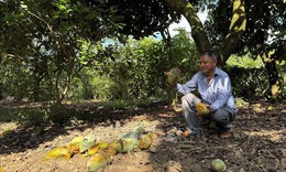 Nông dân Đồng Nai điêu đứng vì giá xoài giảm còn 1.000 đồng/kg
