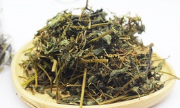 Giảo cổ lam có tác dụng gì?