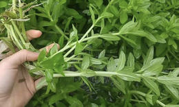 Có ít rau ngổ còn bổ hơn thuốc