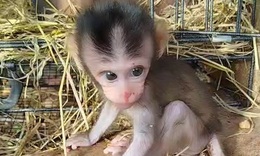 Ngắm loạt động vật quý hiếm được ‘hồi sinh’