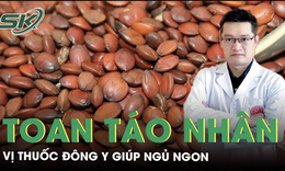 Toan táo nhân, vị thuốc Đông y giúp ngủ ngon