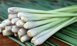 9 lợi ích của củ sả