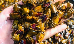 Đặc sản khiến nhiều người 'rùng mình', giá gần nửa triệu đồng/kg vẫn đắt hàng
