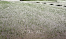 Trung Bộ có gần 63.000 ha sản xuất nông nghiệp bị ngập úng do ảnh hưởng của bão số 1