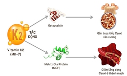 Vai trò của Vitamin K2 và D3 trong hỗ trợ phát triển xương ở trẻ nhỏ: Góc nhìn từ nghiên cứu khoa học quốc tế