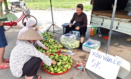Xoài Vân Du giá siêu rẻ chỉ 5.000 đồng/kg có ngon như lời đồn?