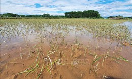 Mưa lớn gây ngập úng gần 700 ha lúa và hoa màu tại các tỉnh phía Bắc