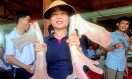 Cặp nhung hươu 'đa chồi, rộ lộc' gây xôn xao ở Hà Tĩnh