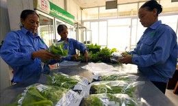 Hà Nội phát triển 29 chuỗi liên kết sản xuất với tiêu thụ nông sản