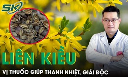 Li&#234;n kiều: Vị thuốc hỗ trợ thanh nhiệt, giải độc hiệu quả