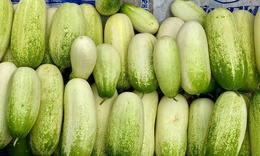 Loại dưa chuột ‘khủng’ cả kg/quả, đặc sản v&#249;ng T&#226;y Bắc được chị em thi nhau săn đ&#243;n