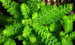 7 giải pháp tự nhiên giúp loại bỏ sỏi thận