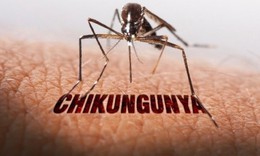 WHO cảnh b&#225;o nguy cơ l&#226;y lan cao của virus Chikungunya