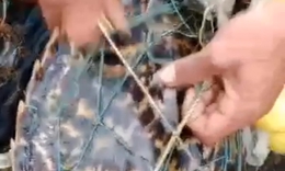 Ngư dân Cô Tô cứu rùa biển quý hiếm, thả về tự nhiên