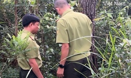 Điều tra nguyên nhân nhiều cây thông bị xâm hại bằng việc khoan lỗ, đổ hóa chất