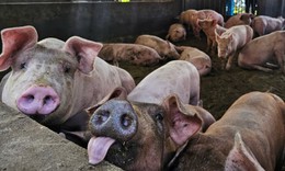 Triển khai các biện pháp cấp bách khống chế dịch tả lợn châu Phi