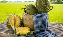 Xây dựng tiêu chuẩn quốc gia cho sầu riêng quả tươi