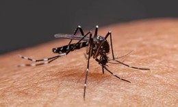 Tăng cường giám sát tại cửa khẩu, sân bay phòng chống bệnh Chikungunya