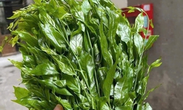 Rau ng&#243;t rừng hiếm h&#224;ng, gi&#225; b&#225;n 150.000 đồng/kg vẫn kh&#244;ng đủ trả đơn