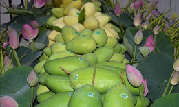 Xây dựng thương hiệu xoài xuất khẩu trên nền tảng chỉ dẫn địa lý