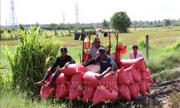 Nông dân Vĩnh Long thất thu vụ lúa Hè Thu