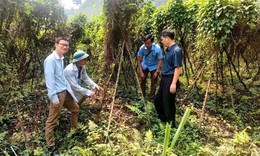 Hợp tác xã vườn giống dược liệu ở Yên Bái: Chuẩn hóa giống, mở rộng vùng trồng bền vững