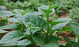 10 bài thuốc từ rau mồng tơi