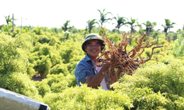 Định hướng phát triển dược liệu Việt đạt tiêu chuẩn GACP-WHO