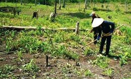 Quy định mới về sử dụng đất kết hợp đa mục đích