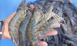 Nuôi tôm xen vườn dừa cho hiệu quả kinh tế gấp từ 2-3 lần