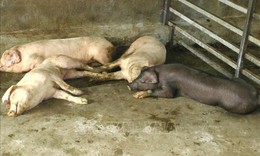 Xuất hiện dịch tả lợn châu Phi tại 22 xã, phường Hà Nội