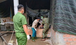 Dịch tả lợn ch&#226;u Phi ở Huế xảy ra cục bộ, khuyến c&#225;o chăn nu&#244;i an to&#224;n sinh học