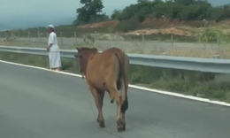 B&#242; ‘tản bộ’ tr&#234;n cao tốc Vĩnh Hảo - Phan Thiết, t&#224;i xế th&#243;t tim tr&#225;nh va chạm