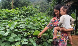 Dinh dưỡng hợp lý trong thai kỳ phòng thiếu máu và bổ sung vi chất cho mẹ và bé