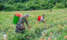 Ph&#225;t triển c&#226;y dược liệu tại v&#249;ng đất cằn mang lại thu nhập cao gấp 2-3 lần so với l&#250;a, ng&#244; v&#224; một số loại c&#226;y m&#224;u kh&#225;c