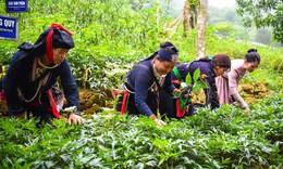 X&#226;y dựng thương hiệu dược liệu Việt Nam: Chuẩn h&#243;a, chế biến v&#224; hướng ra thị trường
