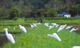 ‘Ma trận’ bẫy chim trời m&#249;a di cư