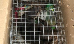 Vận chuyển c&#225; thể r&#225;i c&#225; cực qu&#253; hiếm từ Quảng Ng&#227;i ra ph&#237;a Bắc để b&#225;n, một phụ nữ bị khởi tố