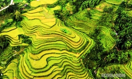 M&#249;a v&#224;ng Ho&#224;ng Su Ph&#236; b&#236;nh y&#234;n giữa non cao T&#226;y C&#244;n Lĩnh