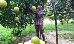 &#39;Thủ phủ&#39; bưởi Ph&#250;c Trạch v&#224;o vụ thu hoạch