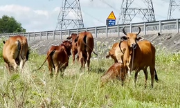Hiểm họa tai nạn từ gia s&#250;c thả r&#244;ng trong h&#224;nh lang cao tốc Vĩnh Hảo - Phan Thiết