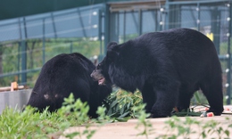 Cận cảnh bên trong trung tâm cứu hộ gấu tại Vườn quốc gia Bạch Mã