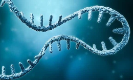 Hoóc môn 'tắt' hệ miễn dịch mở ra hướng điều trị ung thư mới