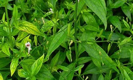 Hợp chất từ c&#226;y xuy&#234;n t&#226;m thảo hỗ trợ điều trị tim mạch