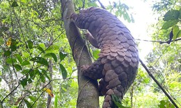 Video: Động vật quý hiếm trở về đại ngàn