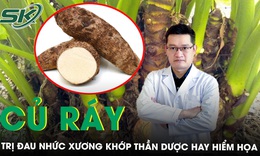 Củ r&#225;y trị đau nhức xương khớp thần dược hay hiểm họa 
