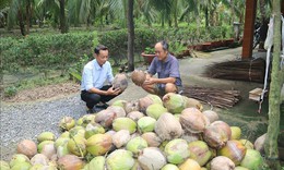 Dừa khô được giá mang lại lợi nhuận cao cho nông dân