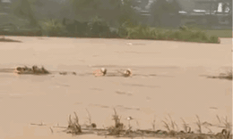 Video c&#244;ng an x&#227; ở Ph&#250; Thọ bơi giữa d&#242;ng nước lũ cứu người bị cuốn tr&#244;i