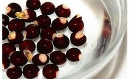 C&#226;y nh&#227;n trị những bệnh g&#236;?