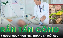 4 người nhập viện nguy kịch sau khi bị rắn lục đu&#244;i đỏ tấn c&#244;ng